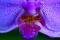 ABMANPP - NATURE - DIGITAL DOWNLOAD