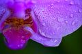 ABMANPP - NATURE - DIGITAL DOWNLOAD