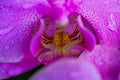 ABMANPP - NATURE - DIGITAL DOWNLOAD