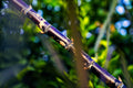 ABMANPP - NATURE - DIGITAL DOWNLOAD