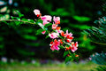 ABMANPP - NATURE - DIGITAL DOWNLOAD