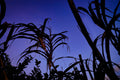 ABMANPP - NATURE - DIGITAL DOWNLOAD