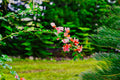 ABMANPP - NATURE - DIGITAL DOWNLOAD