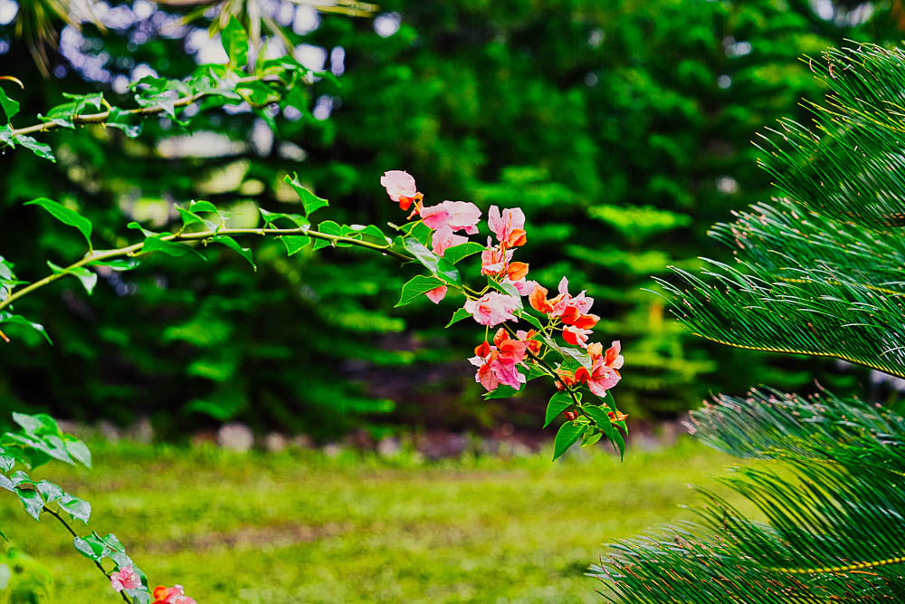 ABMANPP - NATURE - DIGITAL DOWNLOAD