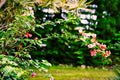 ABMANPP - NATURE - DIGITAL DOWNLOAD