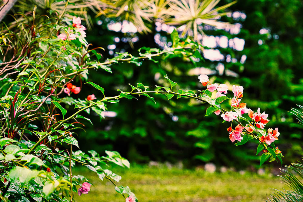 ABMANPP - NATURE - DIGITAL DOWNLOAD
