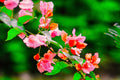 ABMANPP - NATURE - DIGITAL DOWNLOAD
