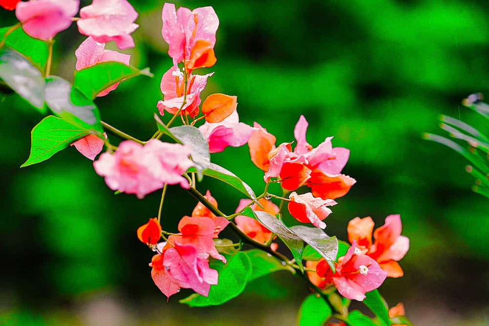 ABMANPP - NATURE - DIGITAL DOWNLOAD