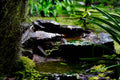 ABMANPP - NATURE - DIGITAL DOWNLOAD