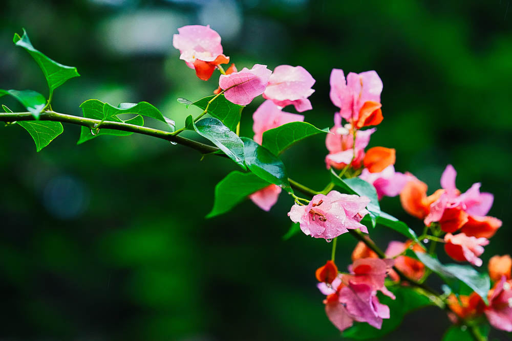 ABMANPP - NATURE - DIGITAL DOWNLOAD