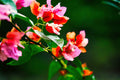 ABMANPP - NATURE - DIGITAL DOWNLOAD