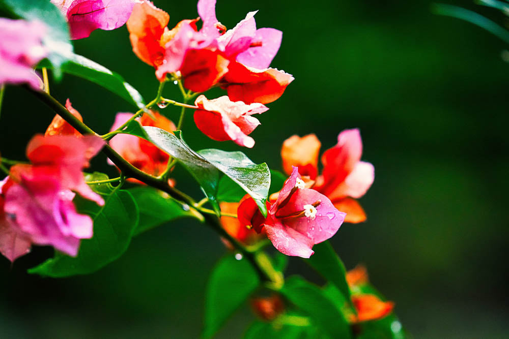 ABMANPP - NATURE - DIGITAL DOWNLOAD