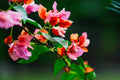 ABMANPP - NATURE - DIGITAL DOWNLOAD