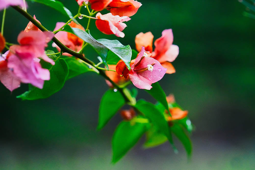 ABMANPP - NATURE - DIGITAL DOWNLOAD
