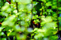 ABMANPP - NATURE - DIGITAL DOWNLOAD
