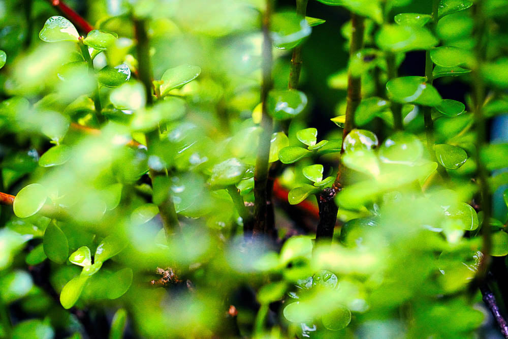 ABMANPP - NATURE - DIGITAL DOWNLOAD