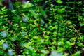 ABMANPP - NATURE - DIGITAL DOWNLOAD