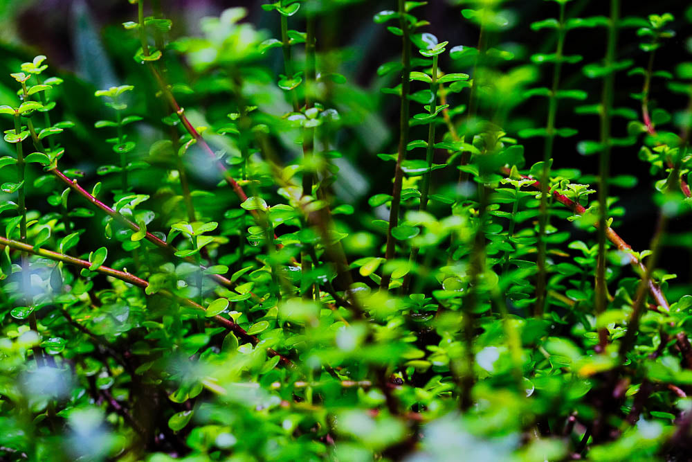 ABMANPP - NATURE - DIGITAL DOWNLOAD