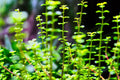 ABMANPP - NATURE - DIGITAL DOWNLOAD
