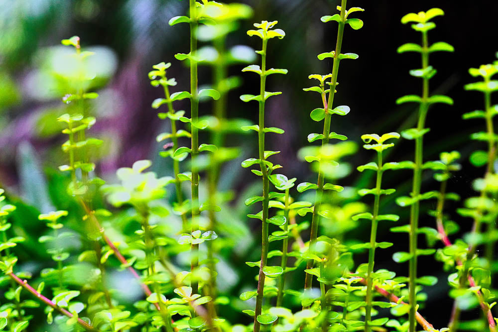 ABMANPP - NATURE - DIGITAL DOWNLOAD