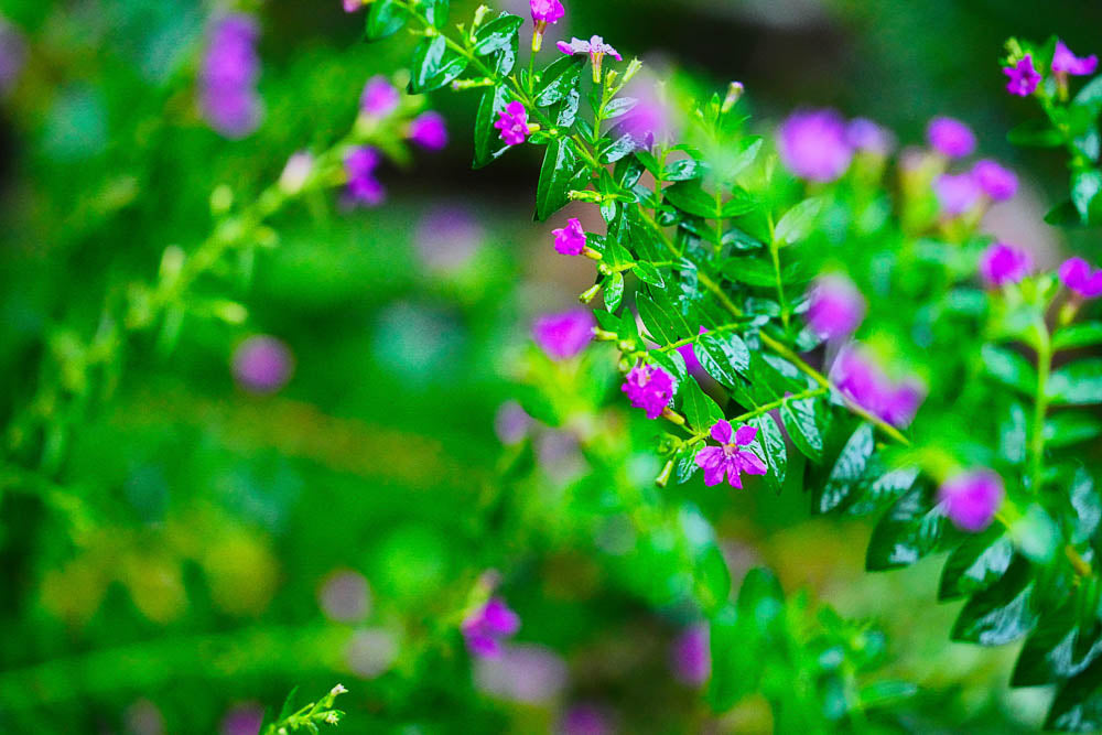ABMANPP - NATURE - DIGITAL DOWNLOAD