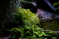 ABMANPP - NATURE - DIGITAL DOWNLOAD