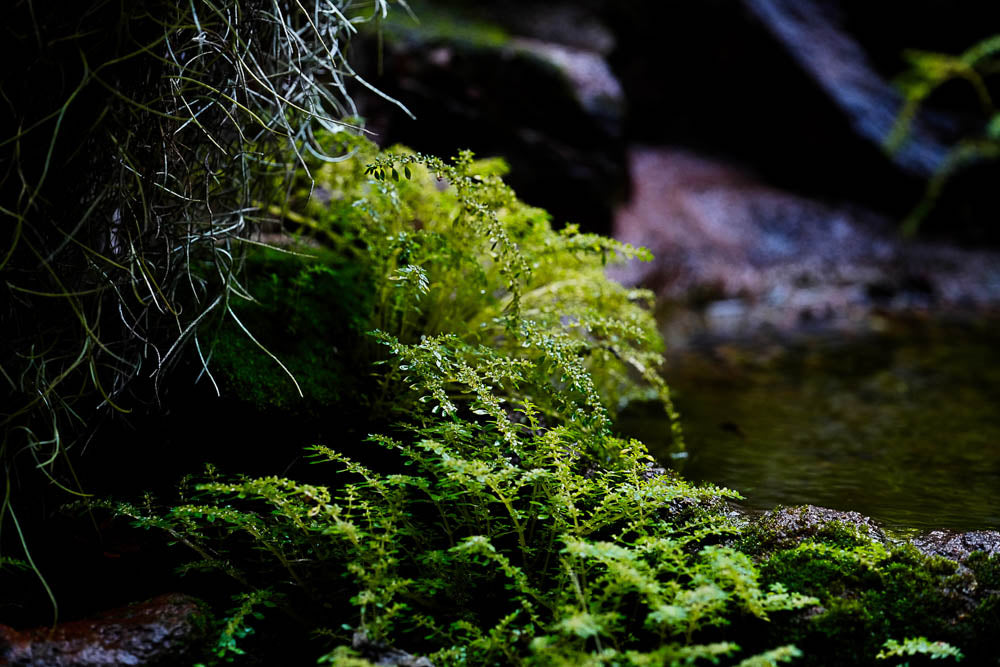 ABMANPP - NATURE - DIGITAL DOWNLOAD