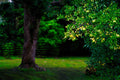 ABMANPP - NATURE - DIGITAL DOWNLOAD