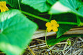 ABMANPP - NATURE - DIGITAL DOWNLOAD