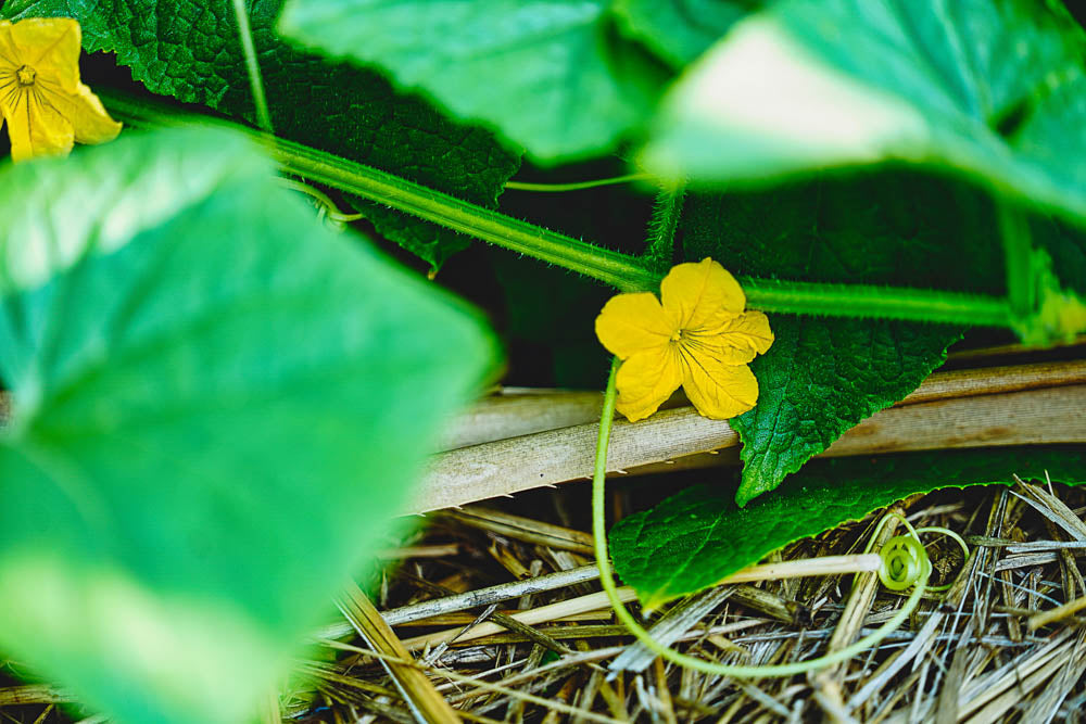 ABMANPP - NATURE - DIGITAL DOWNLOAD