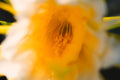 ABMANPP - NATURE - DIGITAL DOWNLOAD