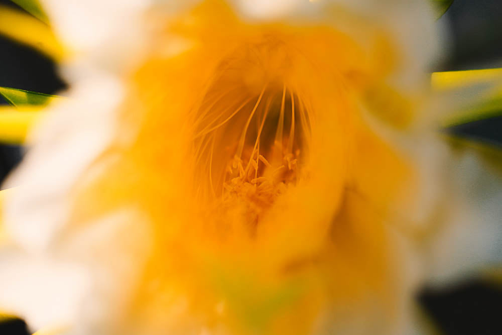 ABMANPP - NATURE - DIGITAL DOWNLOAD