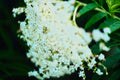 ABMANPP - NATURE - DIGITAL DOWNLOAD