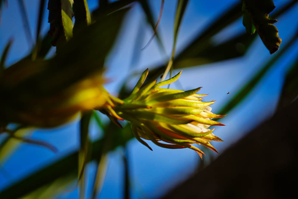 ABMANPP - NATURE - DIGITAL DOWNLOAD