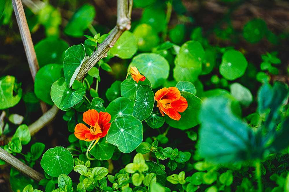 ABMANPP - NATURE - DIGITAL DOWNLOAD
