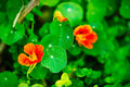 ABMANPP - NATURE - DIGITAL DOWNLOAD
