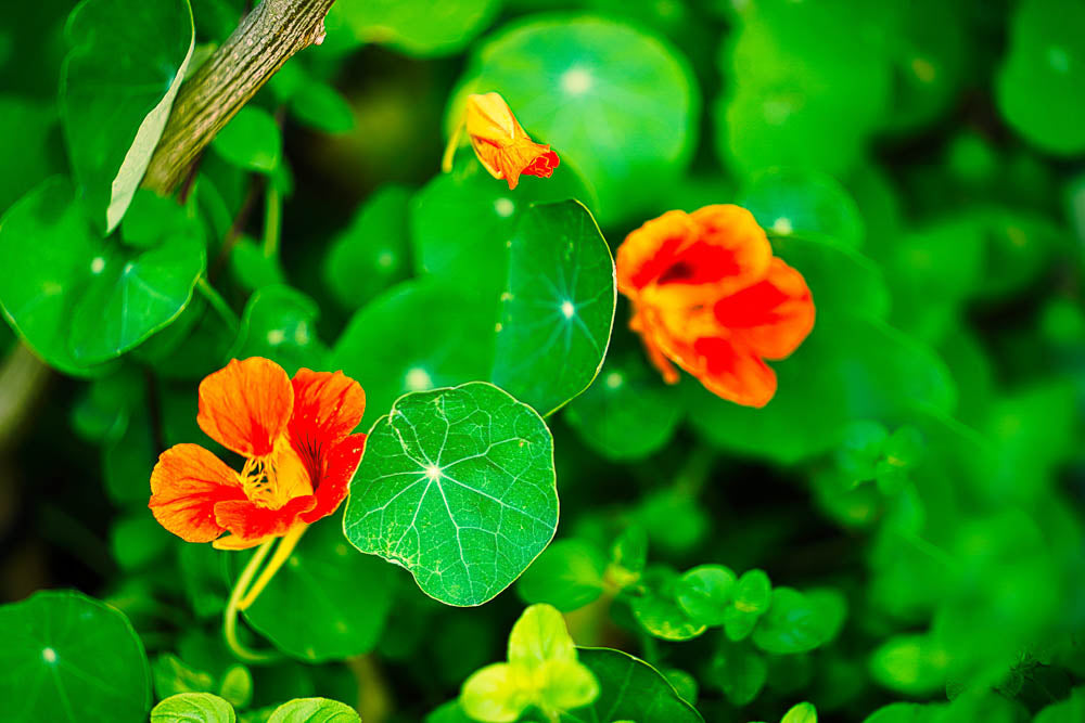 ABMANPP - NATURE - DIGITAL DOWNLOAD