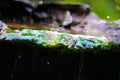 ABMANPP - NATURE - DIGITAL DOWNLOAD