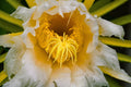 ABMANPP - NATURE - DIGITAL DOWNLOAD