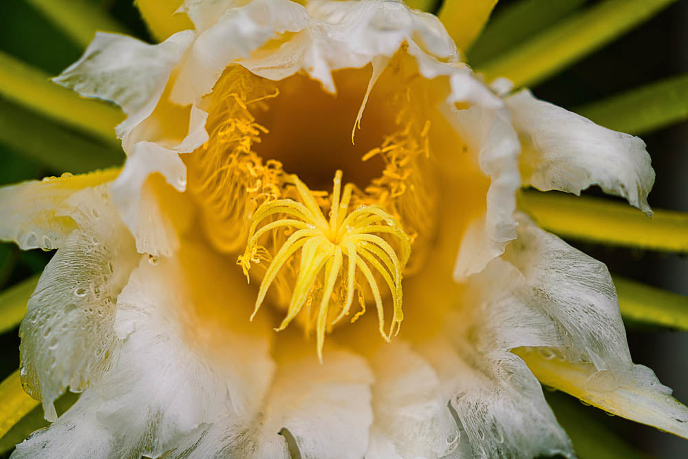 ABMANPP - NATURE - DIGITAL DOWNLOAD