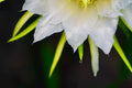 ABMANPP - NATURE - DIGITAL DOWNLOAD