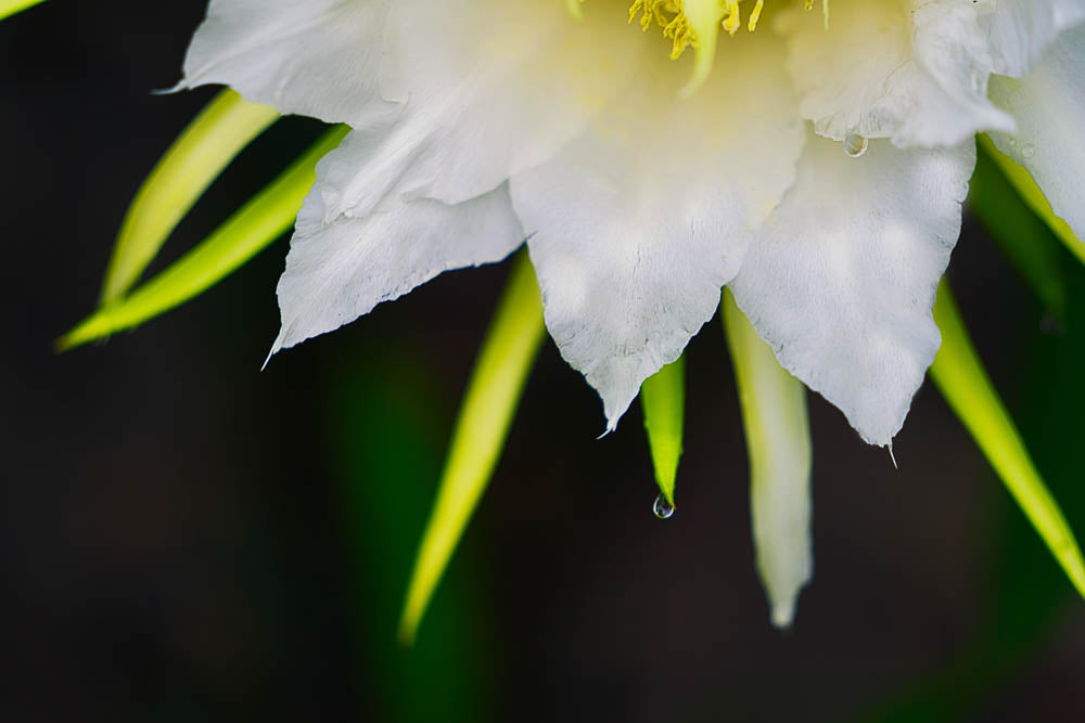 ABMANPP - NATURE - DIGITAL DOWNLOAD