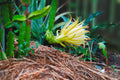 ABMANPP - NATURE - DIGITAL DOWNLOAD