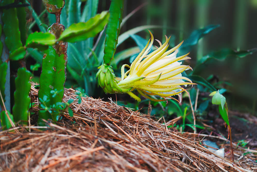 ABMANPP - NATURE - DIGITAL DOWNLOAD