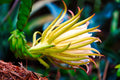 ABMANPP - NATURE - DIGITAL DOWNLOAD