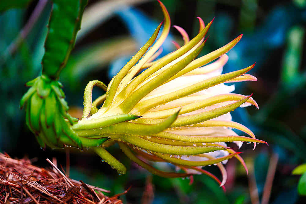 ABMANPP - NATURE - DIGITAL DOWNLOAD