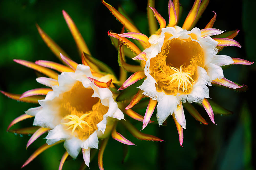 ABMANPP - NATURE - DIGITAL DOWNLOAD