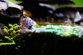 ABMANPP - NATURE - DIGITAL DOWNLOAD
