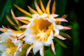 ABMANPP - NATURE - DIGITAL DOWNLOAD