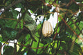 ABMANPP - NATURE - DIGITAL DOWNLOAD